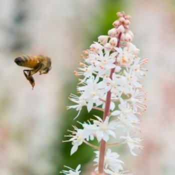 Почему пчелы массово вымерли на российском юге в этом году