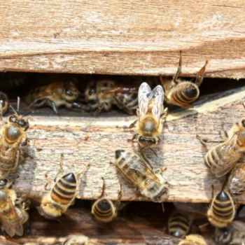 Жители Мордовии, спасая пчел, встали живым щитом перед трактором с ядохимикатами
