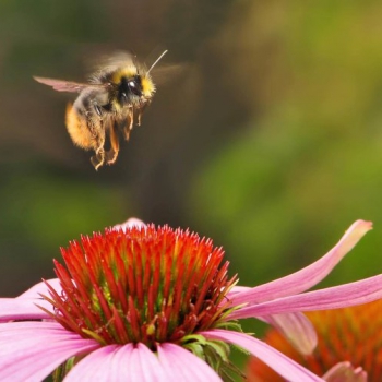 Когда цветы слышат жужжание пчел, их нектар становится слаще