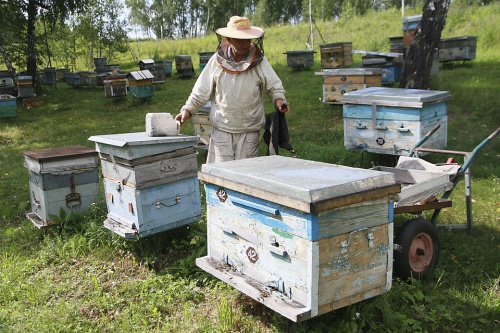 Паспорта и инструкции: насколько сложно легализоваться кировскому пчеловоду