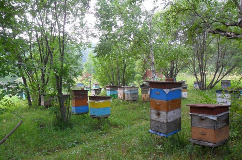 Объединение пчелиных семей осенью