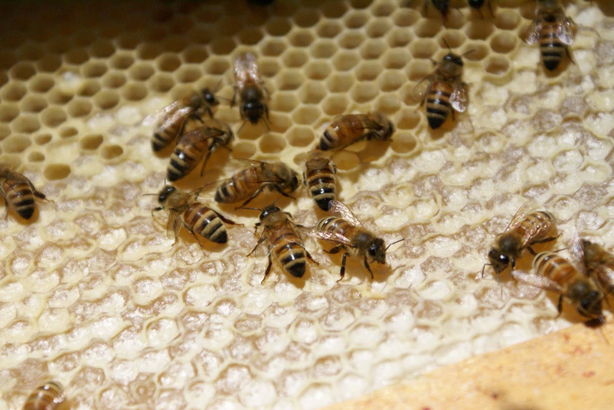 В Армении зарегистрирован массовый падеж пчел