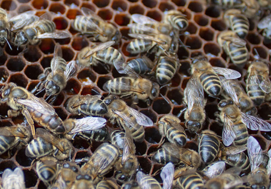 Итоги «пчелиного мора»: мед подорожал, но пчелы целы