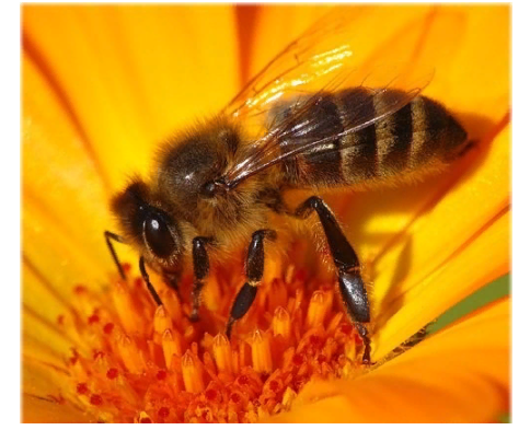 Пчела украинская степная — особенности, внешний вид.