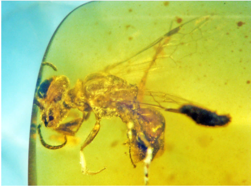 Первобытная пчела из янтаря раскрывает эволюционные тайны .