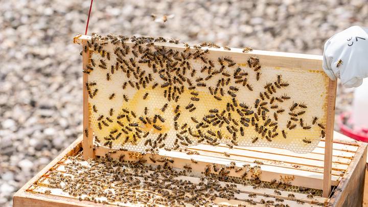 Защищали своё жилище: Пчёлы-убийцы устроили бойню - пять человек в больнице