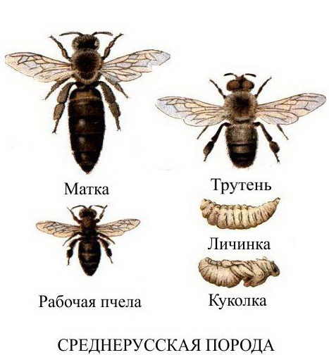 Пчела среднерусская (темная лесная) особенности и достоинства
