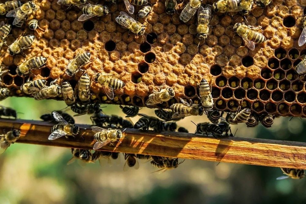 Итоги совещания в Минсельхозе по пчеловодству