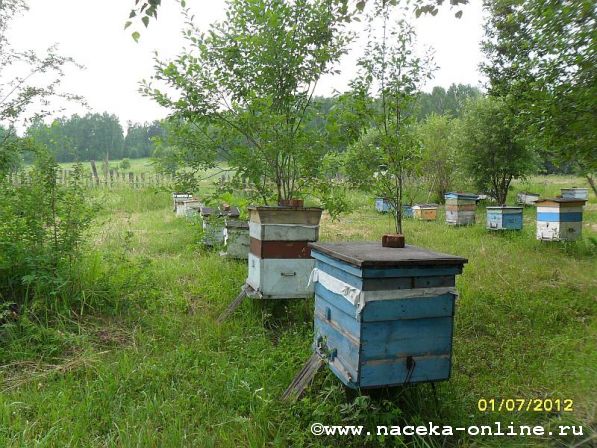 В Алтайском крае встали на защиту среднерусской пчелы