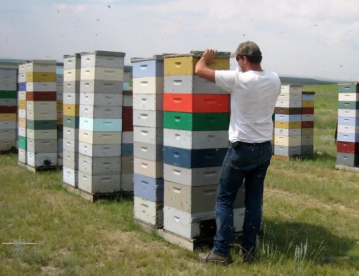 Карантин из-за коронавируса нарушил операционные связи пчеловодства Канады