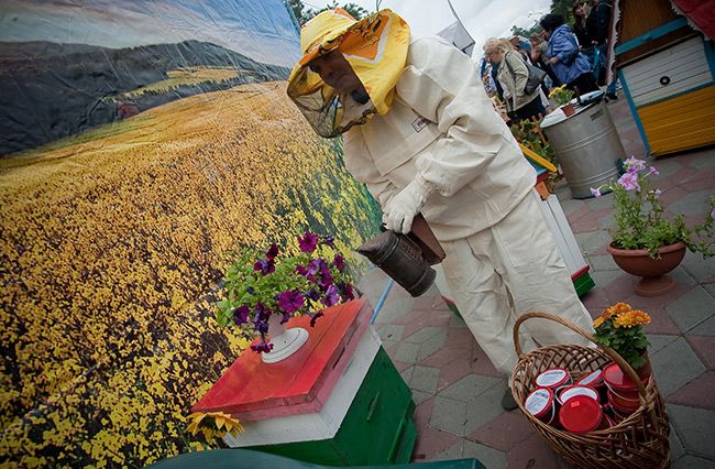 Медовый «колхоз». На Южном Урале готовы собрать пчеловодов в кооператив