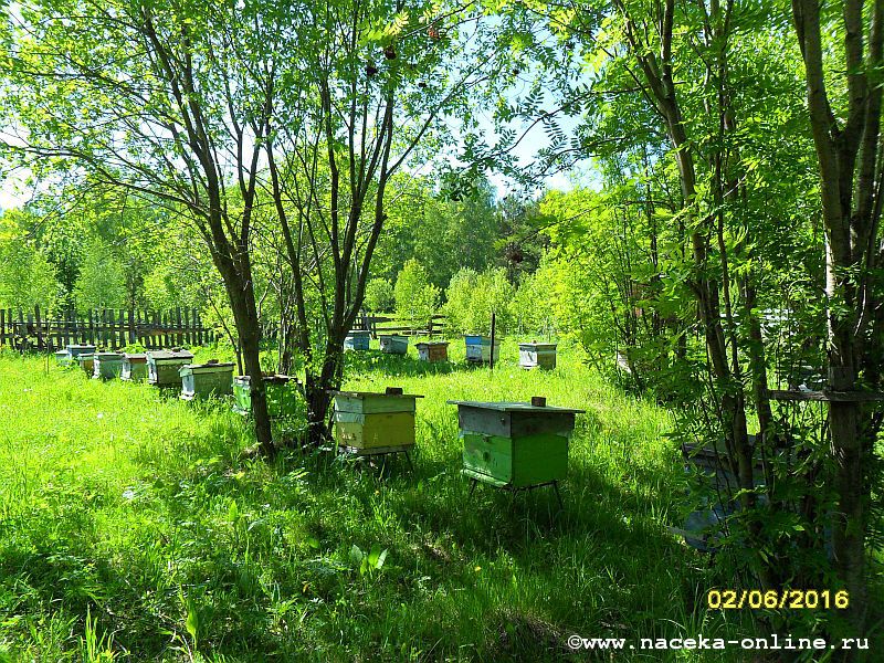 В Госдуму внесён законопроект о развитии пчеловодства