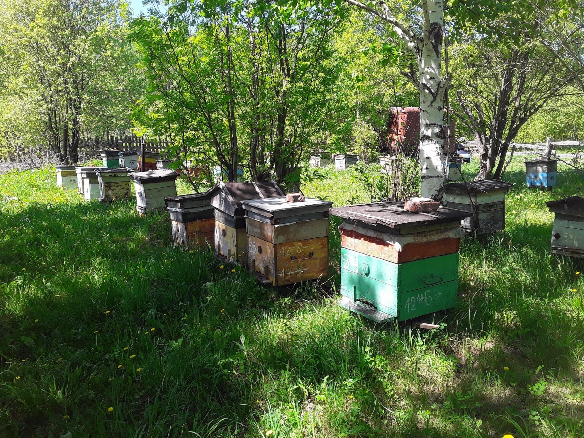 В России  опять травят пчёл