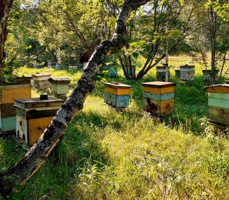 Госдума приняла в I чтении законопроект о регулировании пчеловодства