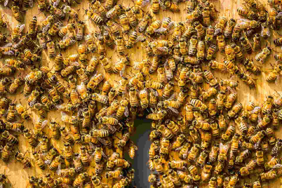 Гибель пчел в России и мире: состояние проблемы