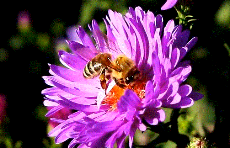 Осенние медосборы как подготовить пчелосемьи