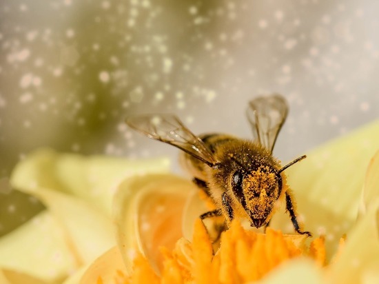 Новые правила содержания пчел подготовил Минсельхоз