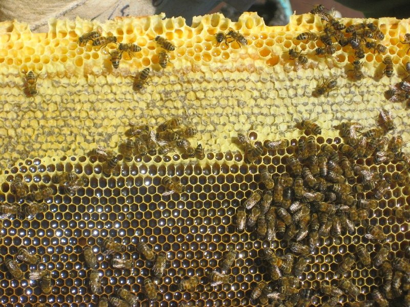 Обеспечение пчелиных семей сотами