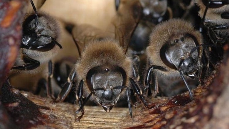 «Словно папуасов набирают»: пчеловоды Башкирии возмущены поведением французов