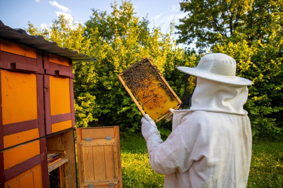«Пчеловодство – это любовь». Праздник первого меда пройдет в Приморье