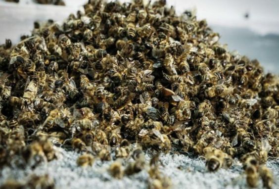 В Омской области снова погибли пчелы…