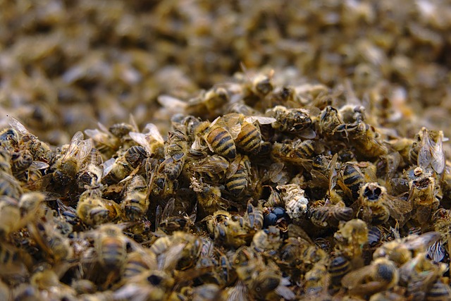 Суд взыскал почти 5 млн руб. компенсации за погибших пчел