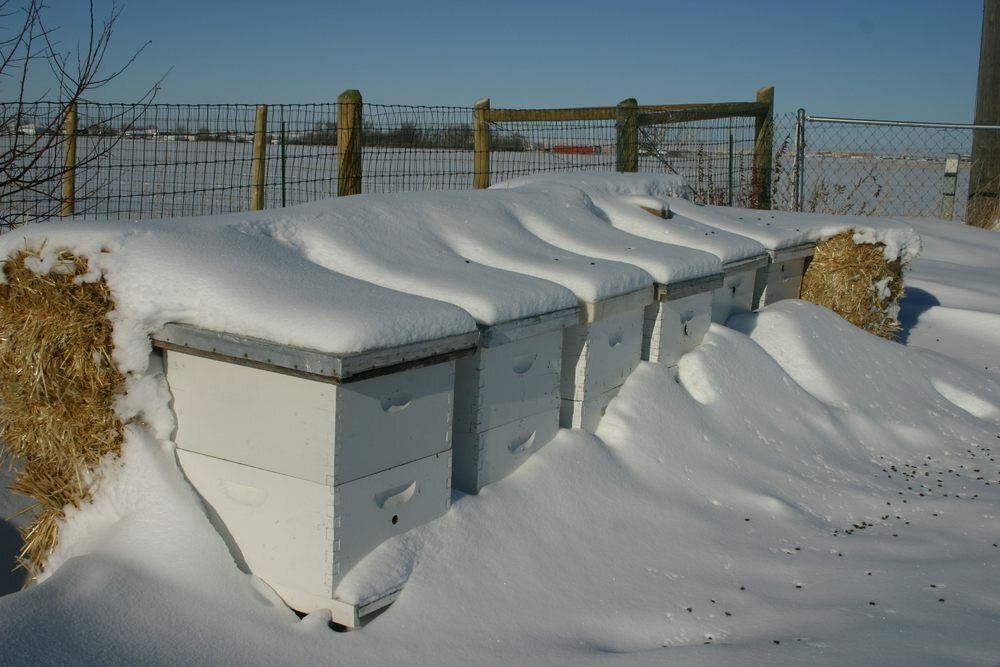 Потери пчелосемей в Канаде в зимовку 2020-2021