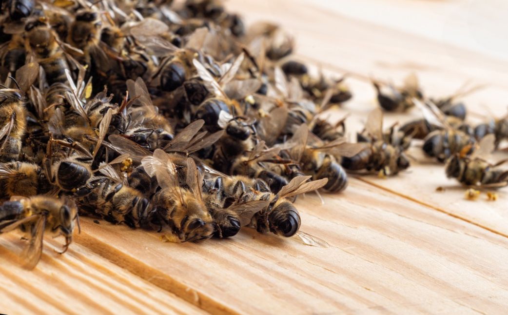 Минсельхоз РФ: какие болезни пчел наносят наибольший вред пчеловодству