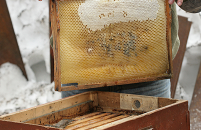 Весенние заботы пчеловода (окончание)