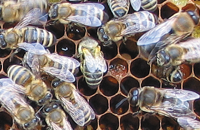 Некоторые закономерности гибели пчелиных семей в 2014 г.