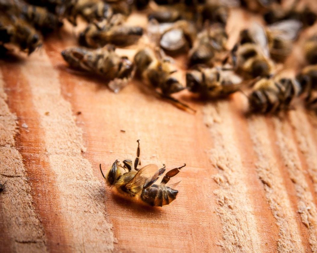 Новосибирские пчеловоды написали коллективную жалобу в прокуратуру