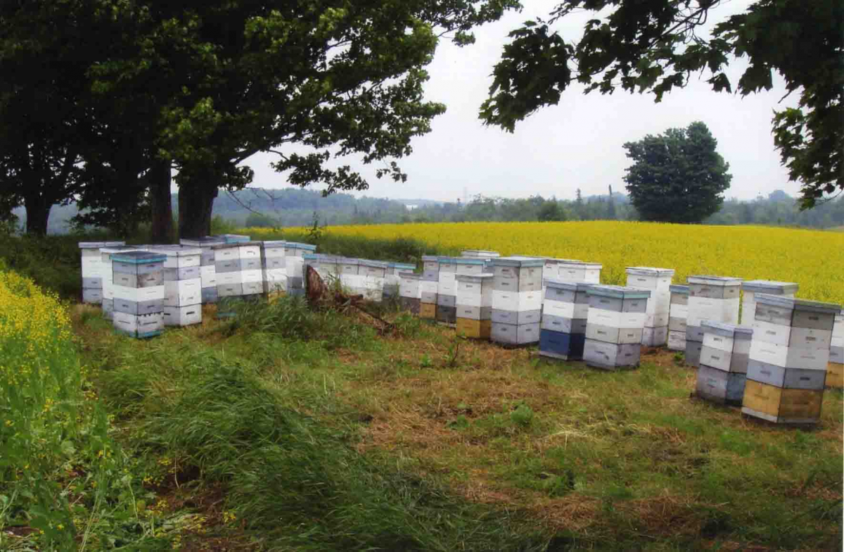 Низкое генетическое разнообразие медоносных пчел подрывает основы пчеловодства в США