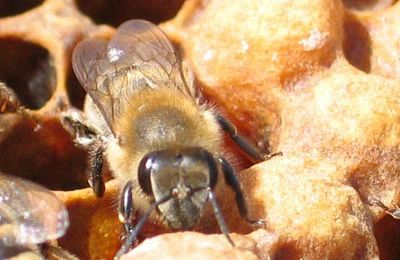 Пчела Элгон. Устойчивость к варроатозу