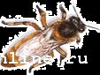 Италъянская порода пчел