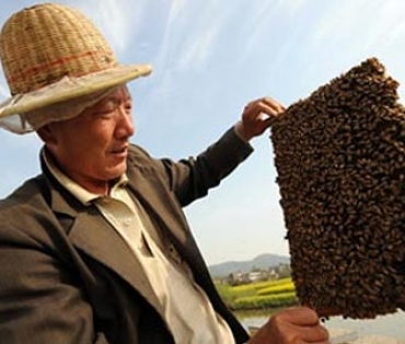 Экспансия китайского мёда