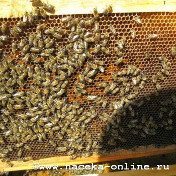 Пчёлы регулируют деятельность матки