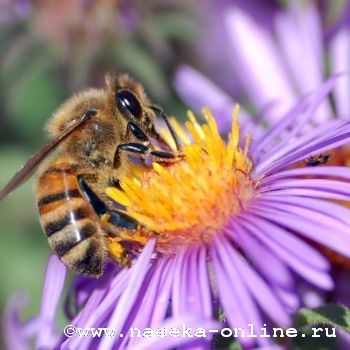 Социальное поведение пчел выстраивается на предупреждении
