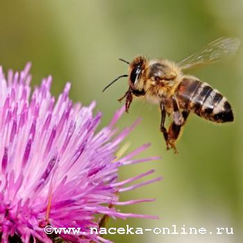 Пчелы используют электричество, чтобы находить лучшие цветы