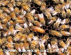 Итальянская порода пчел
