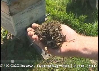 В Пензинской области отравили пчёл