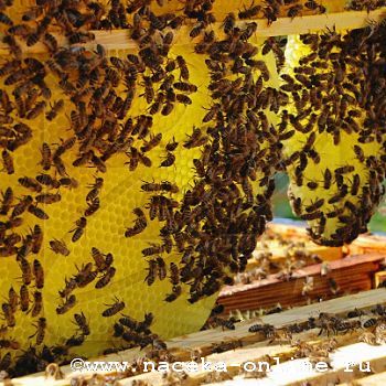 Жителей Томского района стали чаще кусать пчелы