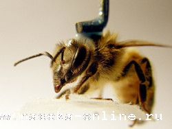 Пчела станет прототипом летающего робота