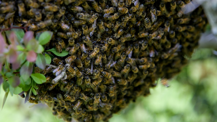 Над сохранением температуры роя пчёлы работают сообща