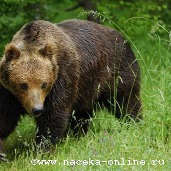 В Латвии медведи разоряют пасеки