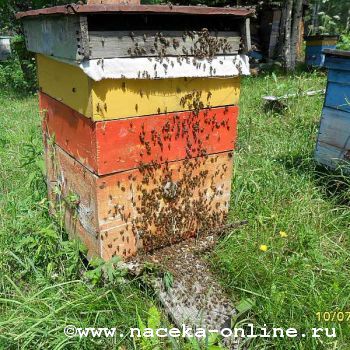 История пчеловодства Алтая,часть первая
