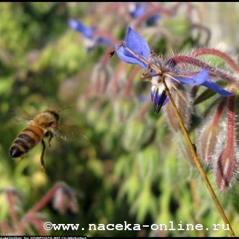 Лужков создаст пчеловодческий полигон на калужских землях