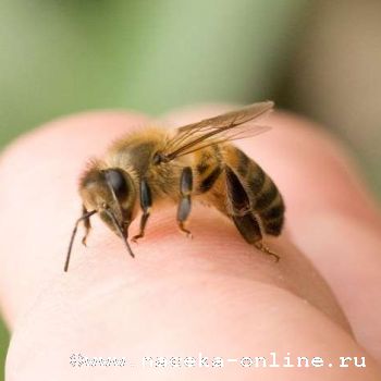 Пришло время исследовать пчел