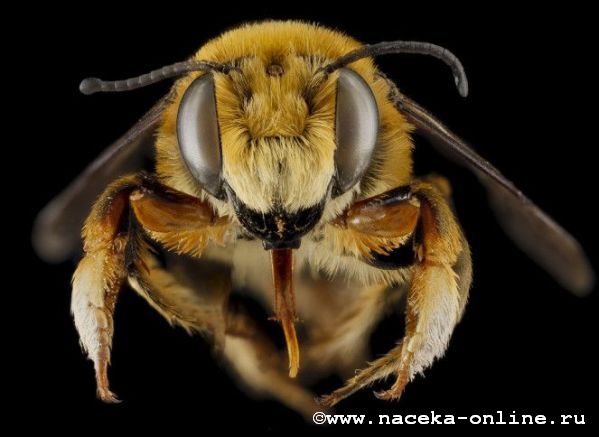 В Европе за прошедшую зиму погибло треть пчёл