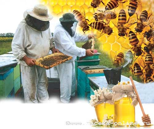 Пчеловоды Марий Эл выходят из тени
