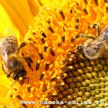 Пчеловоды прогнозируют хороший урожай меда в Алтайском крае